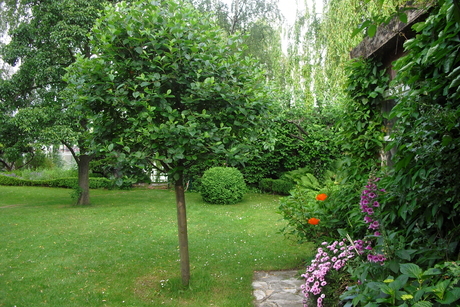 Florians Baum im Garten Florians Baum im Garten